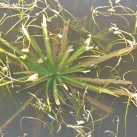 Water Soldier